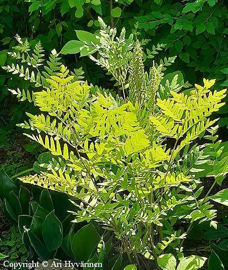 Osmunda regalis, kuningassaniainen